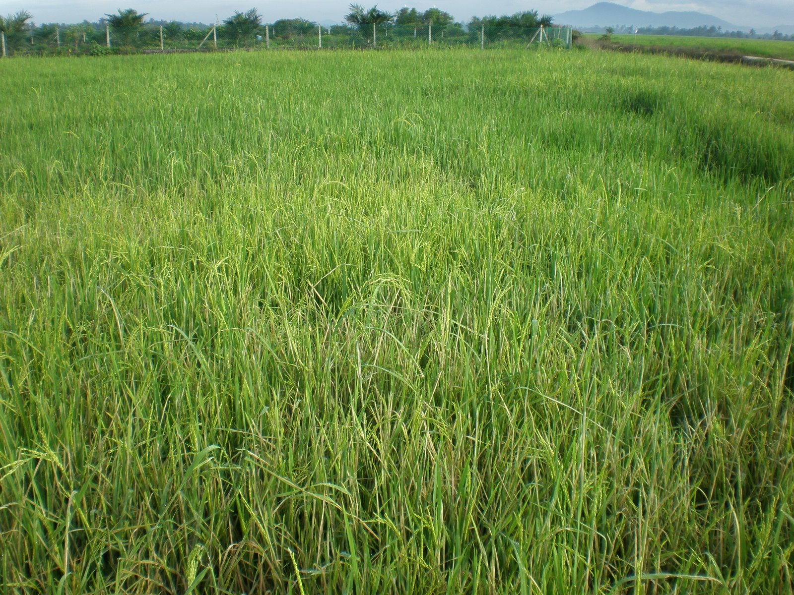 [Rice+Field+123.jpg]