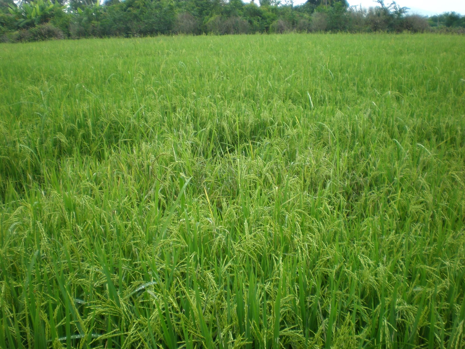 [Rice+Field+148.JPG]
