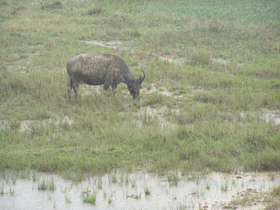 Water buffalo / Vizibivaly