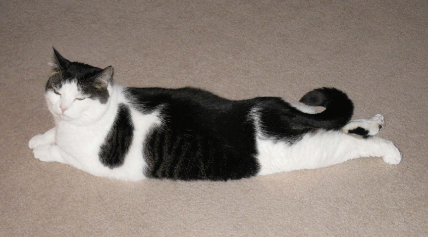 Cat Likes To Stick Out His Legs At Me Cat Likes To Stick Out His Legs At Me