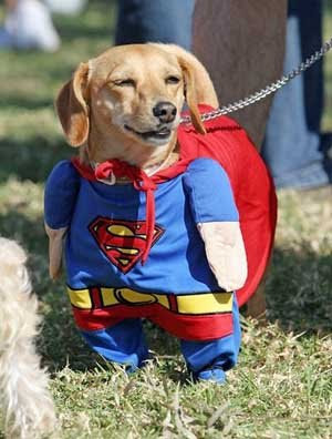 disfraz-perro-superman%5B1%5D.jpg