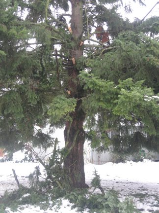 Pine Tree Can't Take The Weight