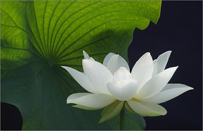 white+lotus.jpg