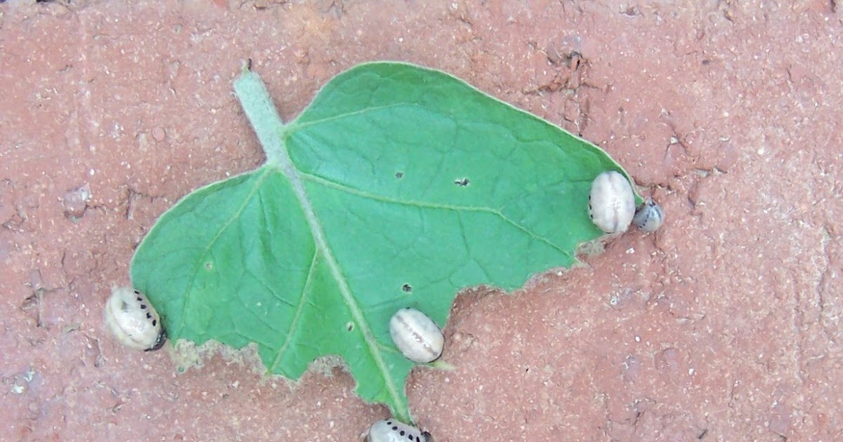 In the Garden What Is Eating My Eggplant Leaves?