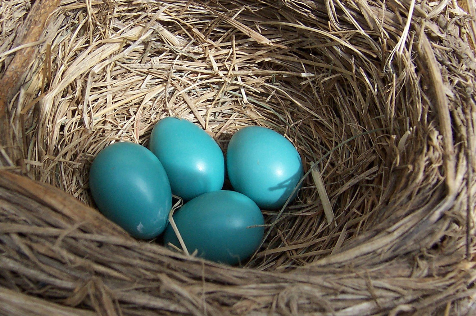 [robin+eggs.jpg]