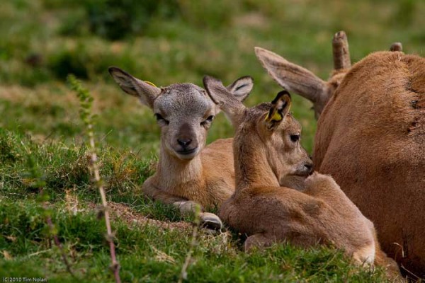 little deer with mom