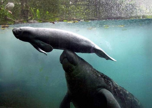 little dolphin