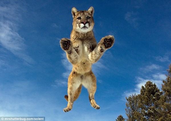 Wild tiger