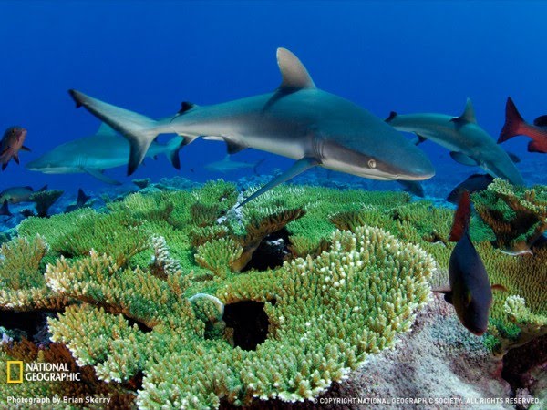 Gray Reef Shark, Kingman Reef Gray Reef Shark, Kingman Reef