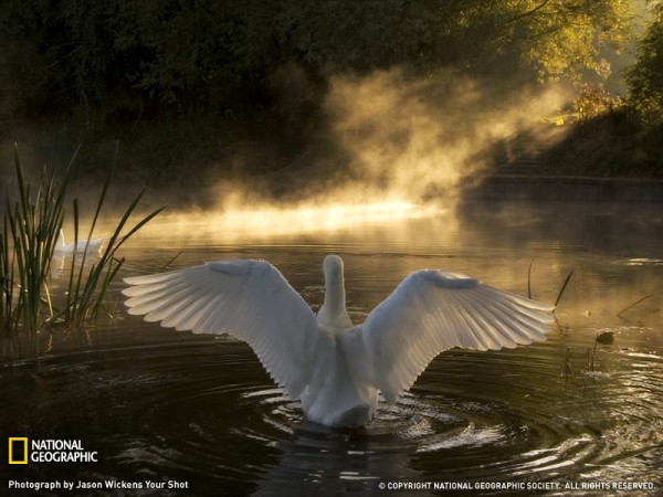 Swan on the River Avon Swan on the River Avon