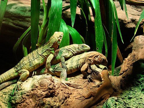 [animal-threesomes-06.jpg]