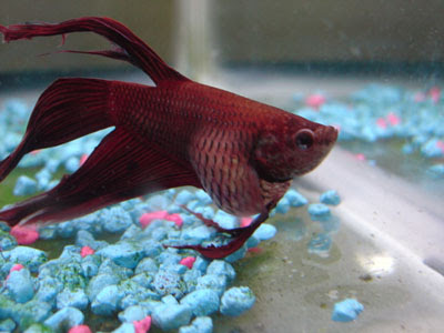 Betta Poop