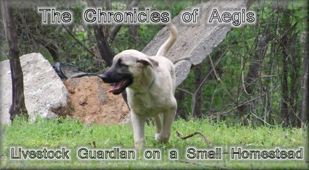 The Chronicles of Aegis