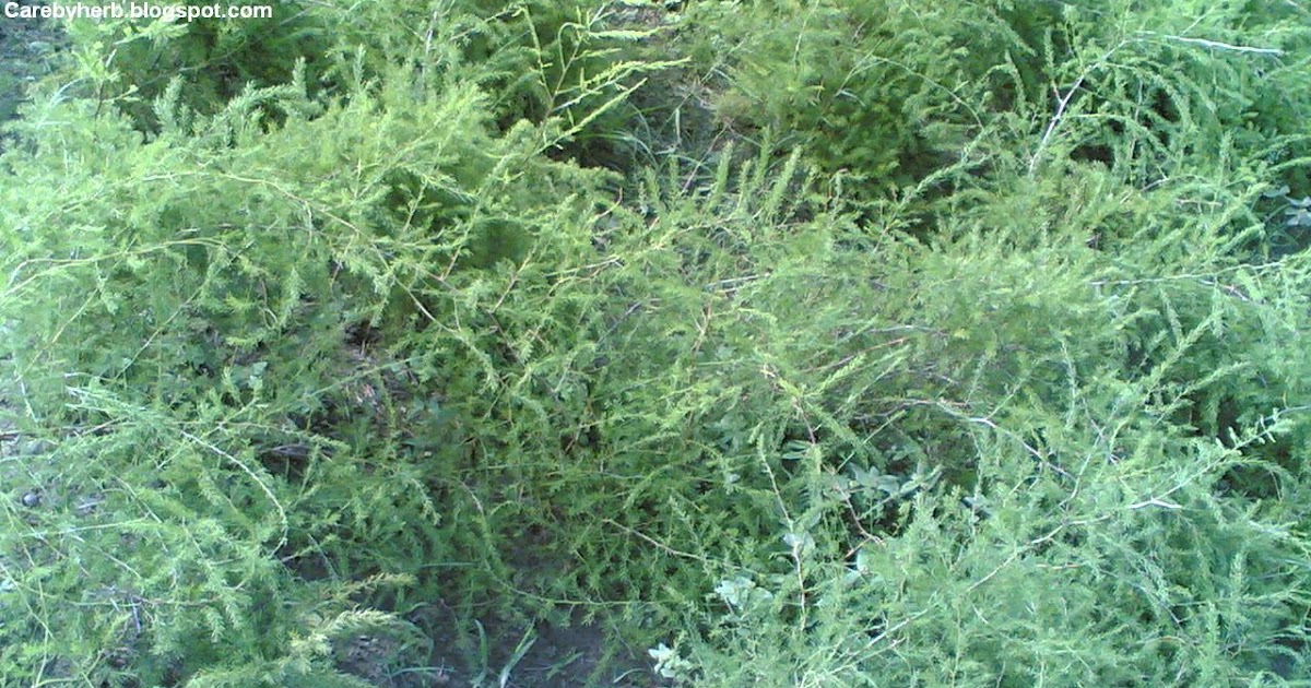 Herbal Trees plants Medicine Care Photo Gallery ASPARAGUS ADSCENDENS