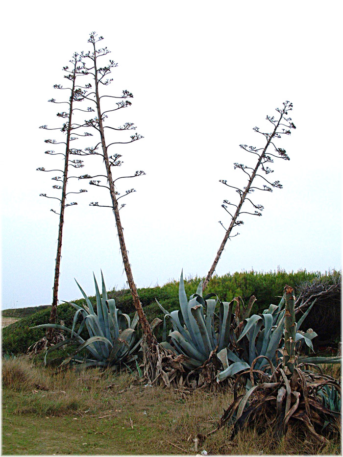 [agave-americana..jpg]