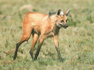 fauna argentina...(mega post)