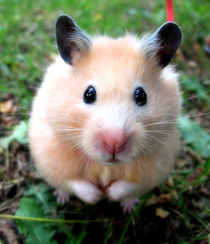 Como cuidar tu hamster Como cuidar tu hamster