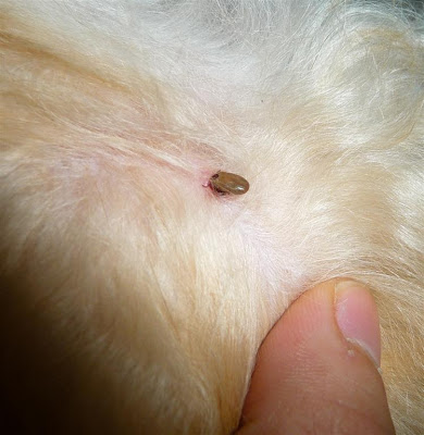 ticks on dogs pics ticks on dogs images ticks on dogs pics ticks on dogs images