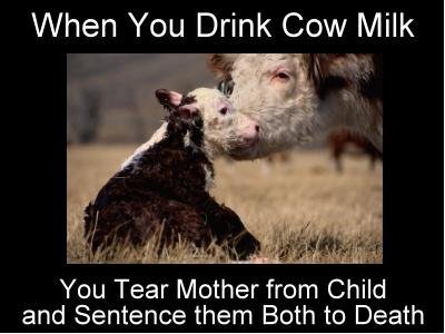 Do Bunnies Drink Milk From Their Mom Do Bunnies Drink Milk From Their Mom
