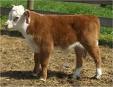 [hereford.jpg]