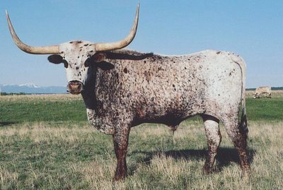 [LonghornBull03.jpg]
