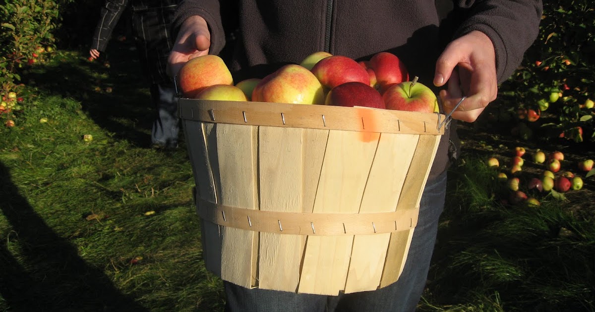 The Spice Doc Apples Make You Juicy