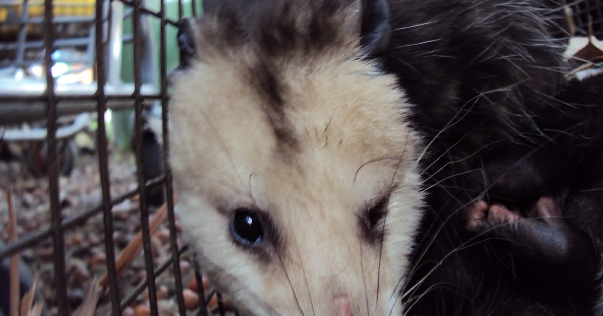 All City Animal Trapping Opossum, raccoon & skunk Trapping and Removal