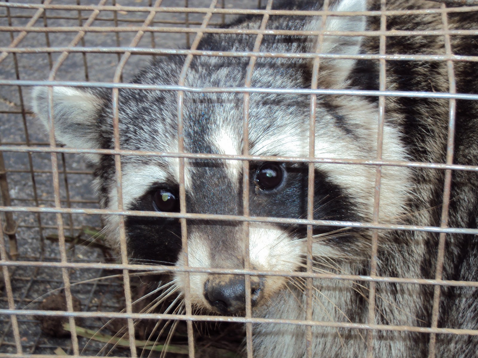 All City Animal Trapping: RACCOON REMOVAL IN LA AND ORANGE COUNTY (877