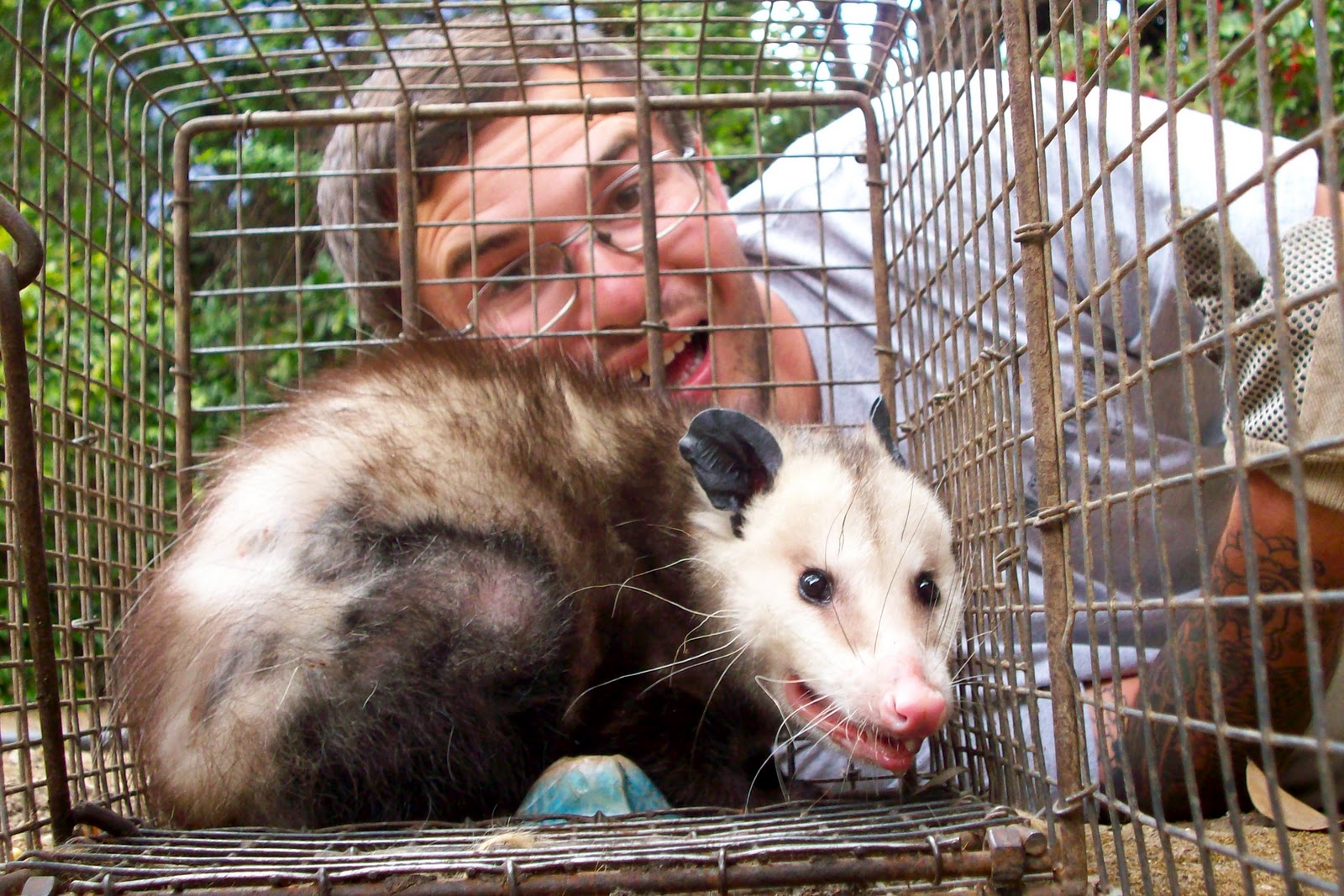 All City Animal Trapping: RACCOON OPOSSUM AND SKUNK TRAPPING IN NAPA