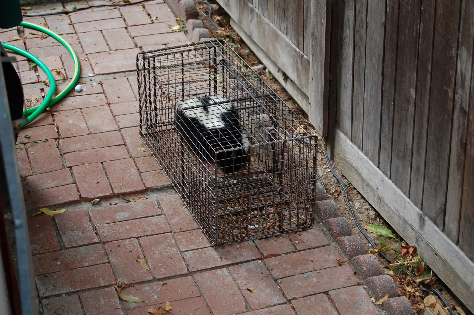 All City Animal Trapping SKUNK TRAPPING IN Calistoga, Deer Park