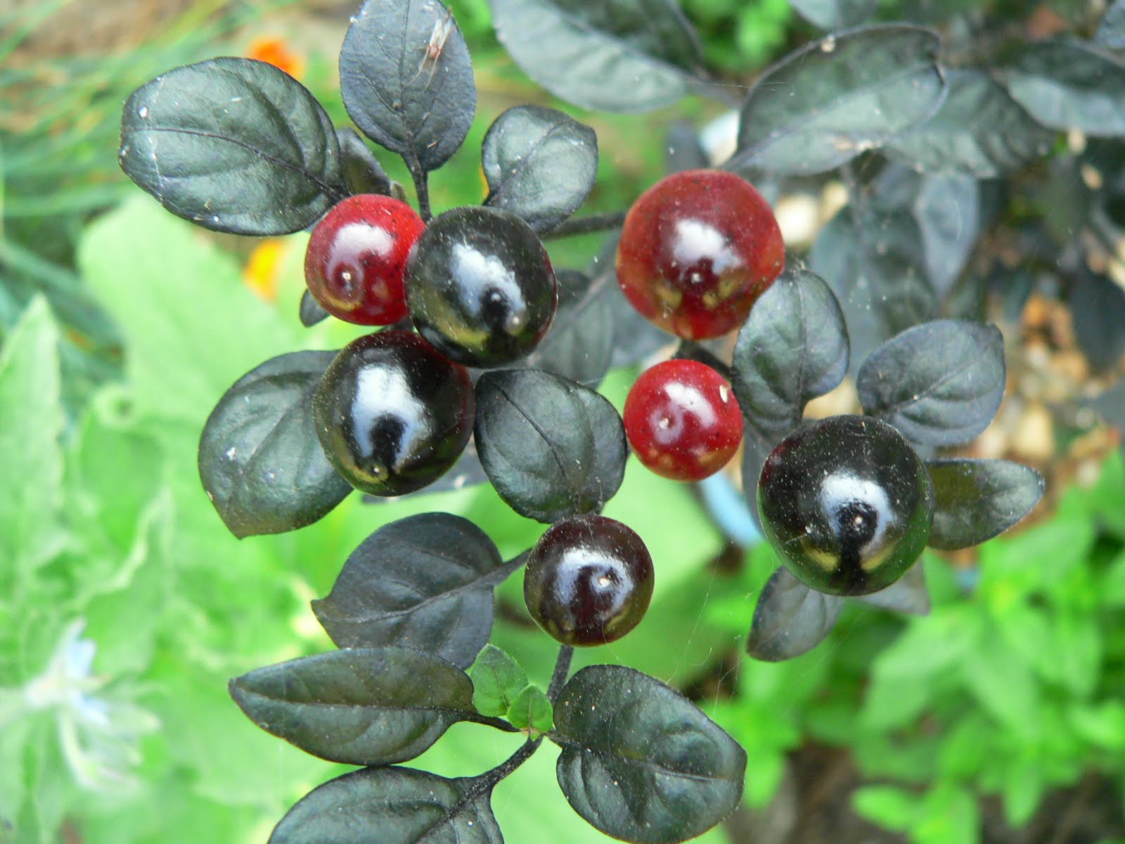 Can you eat ornamental thai peppers
