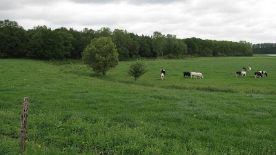 Drooggevallen beekbedding in het landschap