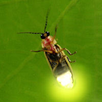 Photo©Anita Patterson:BigStockPhoto.com firefly