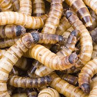 photo©Petr Kourdlek:BigStockPhoto.com picture of worms