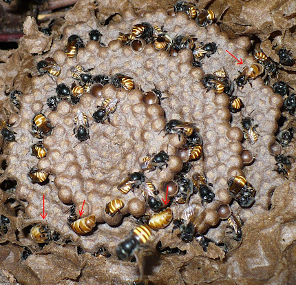 Polygyny IN mandaçaia!