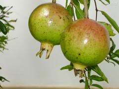 Mate Baldo - A romã é uma fruta típica do meditarrâneo e traz ao