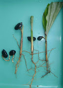 Sprout Seedlings and Plantlet of Arenga pinnata