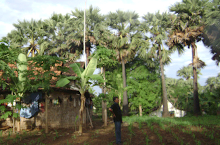 Pohon Siwalan di pekarangan rumah