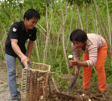 Panen Singkong