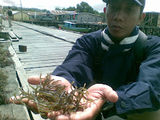 Rumput Laut di Sebatik