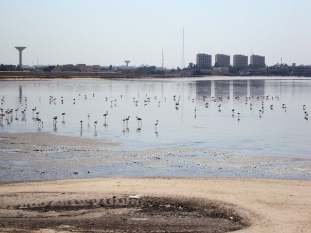 Flemigos in Kuwait