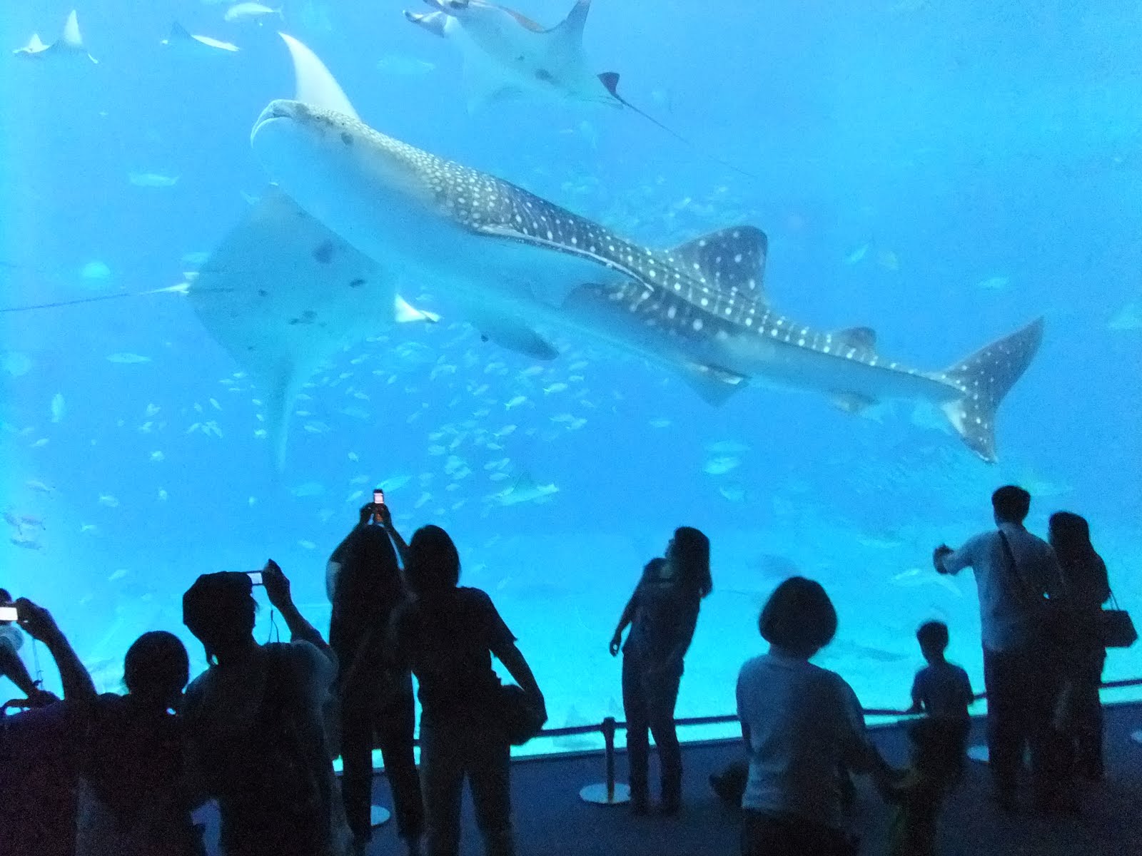 Japan Okinawa Aquarium