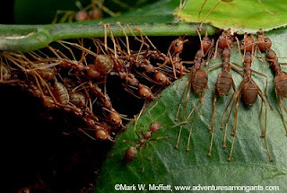 Adventures Among Ants by Mark W. Moffett Adventures Among Ants by Mark W. Moffett