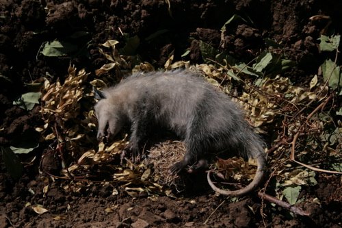 [Opossum_2.jpg]