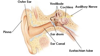[ear.jpg]