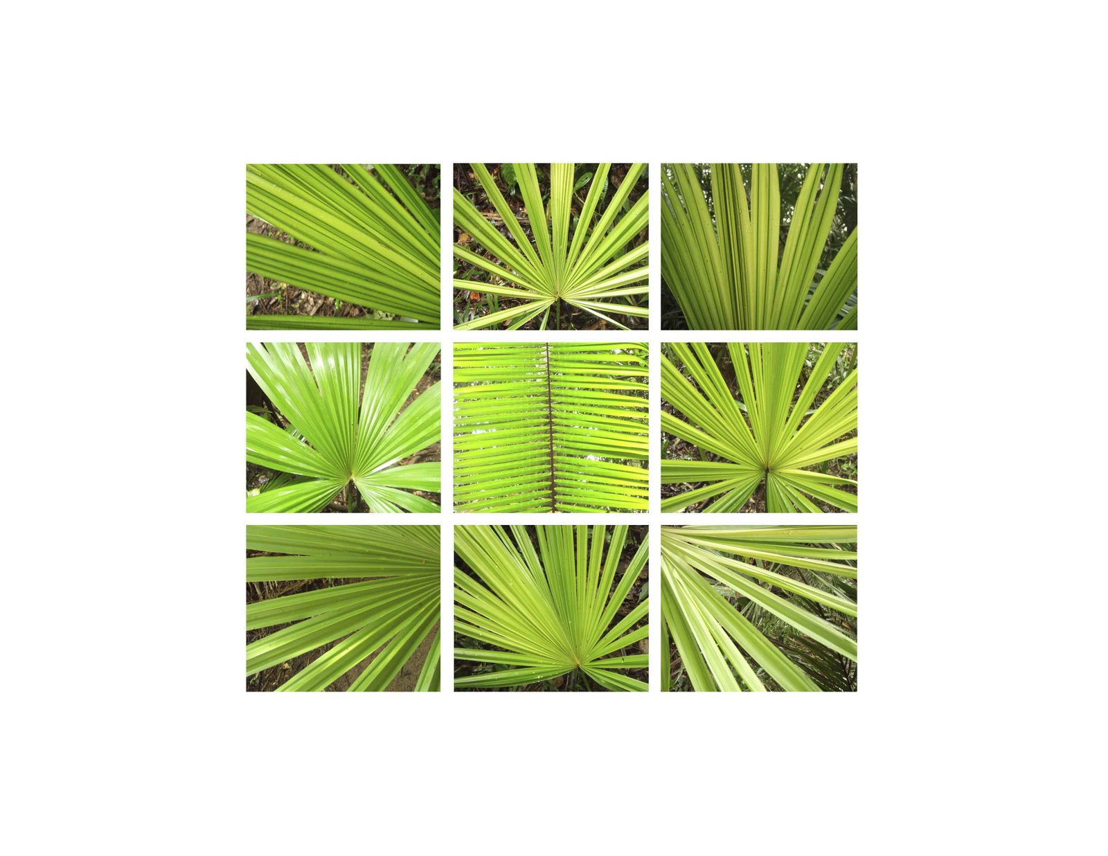 [green+shoots+A4+email.jpg]