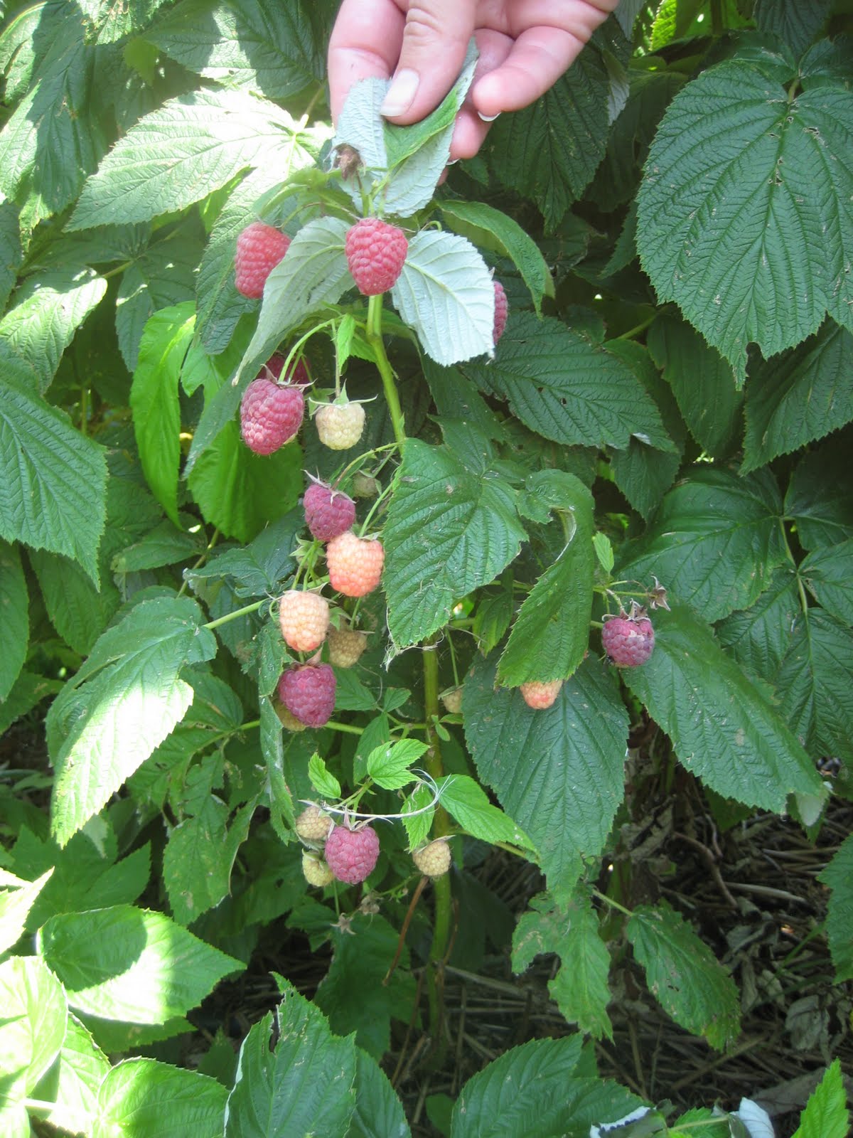 Missouri Beginning Farming June 2010