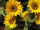 Girasoles