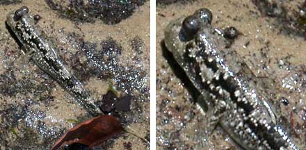 [mudskippersmall.jpg]