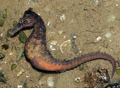 external image DSC_6420m6.jpg